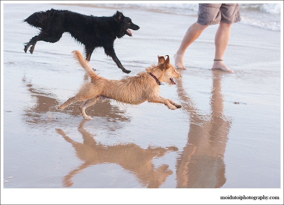 Dogs, beach, western Cape, pet photography