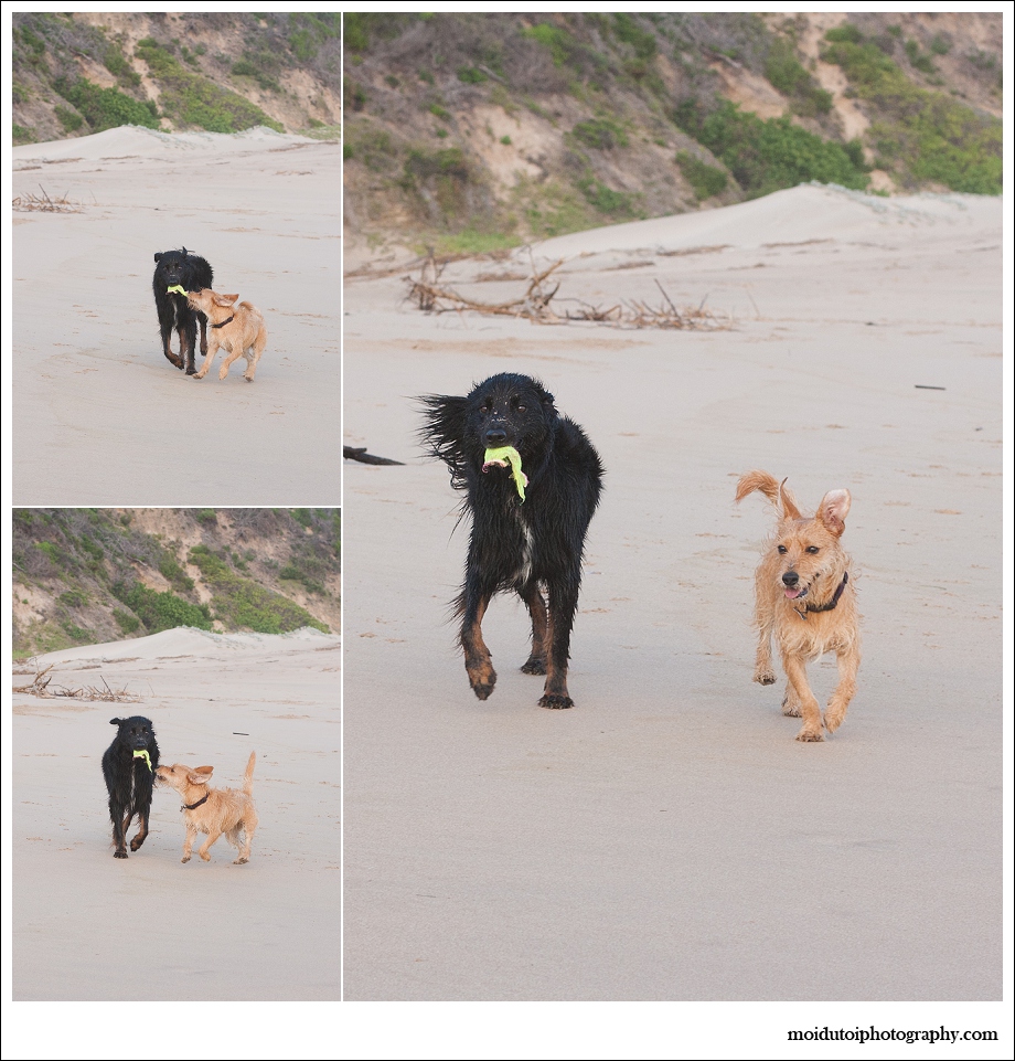 Dogs, beach, western Cape, pet photography, beach buddies
