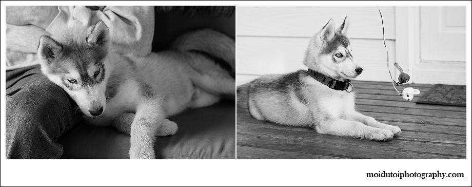 Puppy photography, pet photography, husky, moi du toi