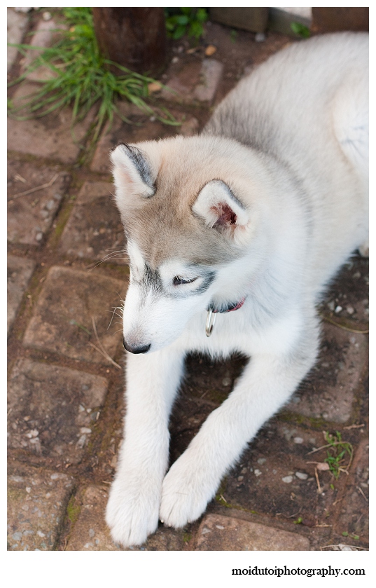 Puppy photography, pet photography, husky, moi du toi