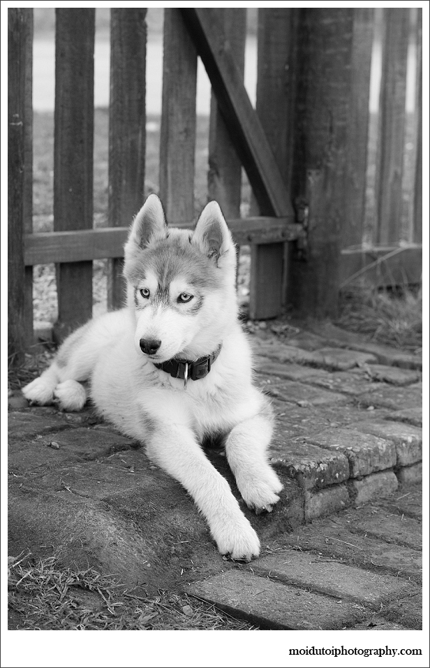 Puppy photography, pet photography, husky, moi du toi