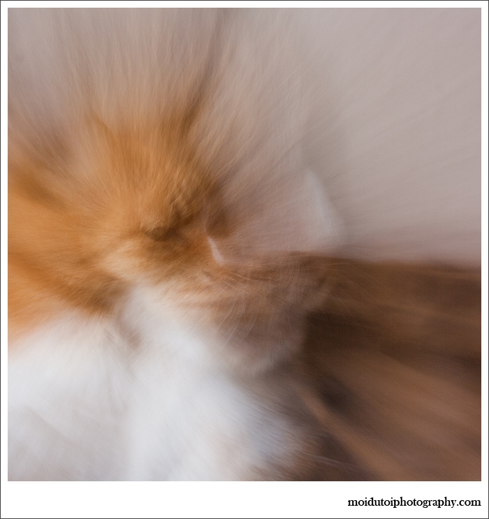 cats, abstract photography