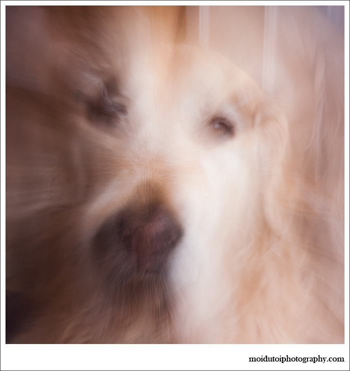 Abstract pet photography, dogs