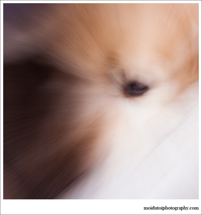 abstract pet photography