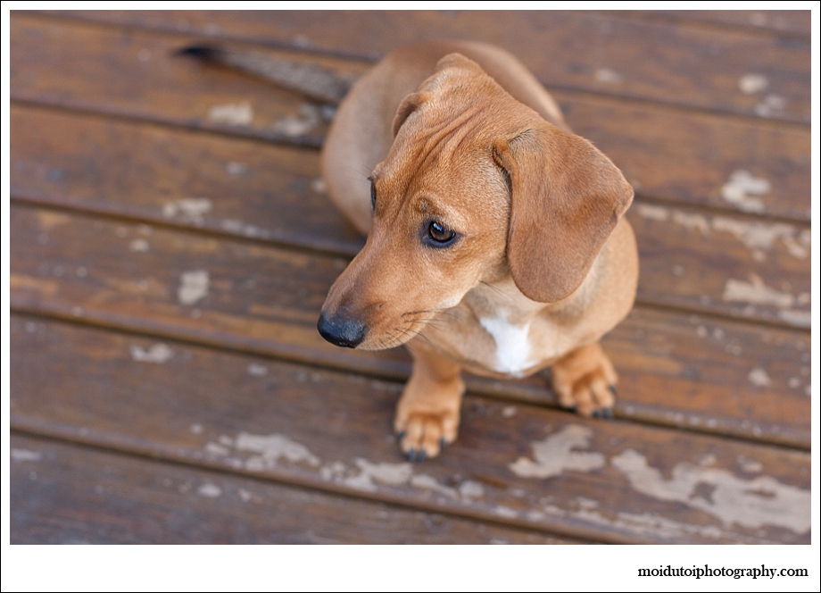 Dog photographer, Dachshund, natural light, Coco, moi du toi