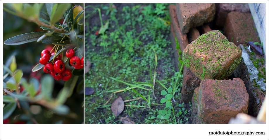 garden life, hard mountain pear, moss on bricks