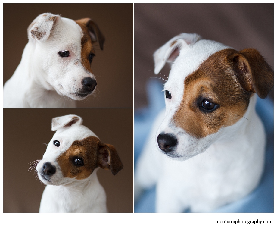 Sedgefield, puppy, jack russell, moi du toi photography, pet photographer