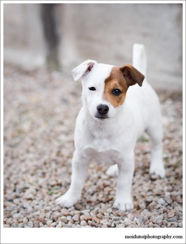 Sedgefield, puppy, jack russell, moi du toi photography, pet photographer