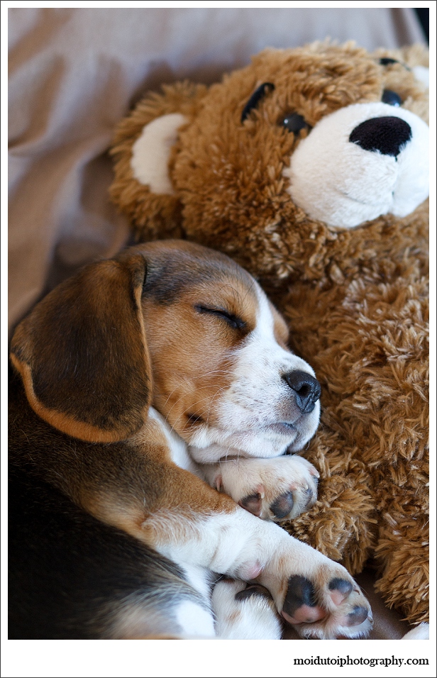 Beagle Puppy, pet photography, dog photography, cute puppy, beagle puppy photography Sedgefield, Western Cape