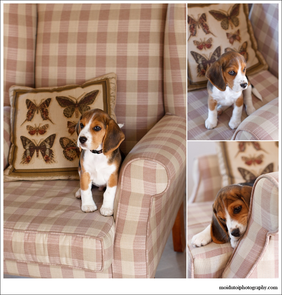 pet photography, dog photography, cute puppy, beagle puppy photography Sedgefield, Western Cape