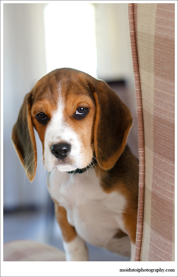 Beagle Puppy, pet photography, dog photography, cute puppy, beagle puppy photography Sedgefield, Western Cape