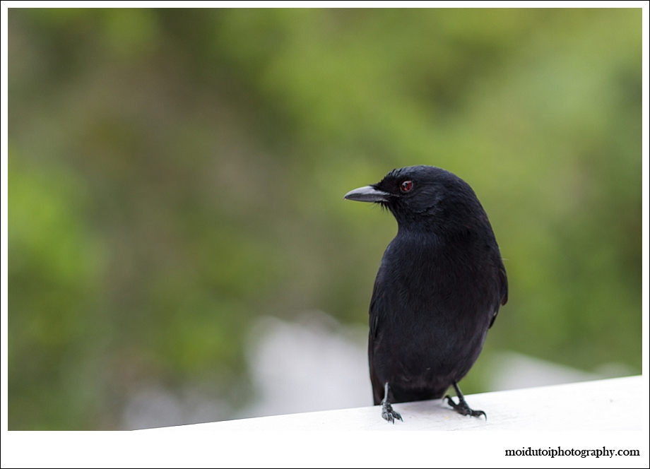 Fork tailed drongo, wildlife photography, bird photography, western cape