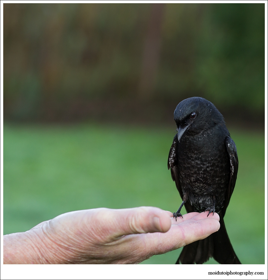 Fork tailed drongo, wildlife photography, bird photography