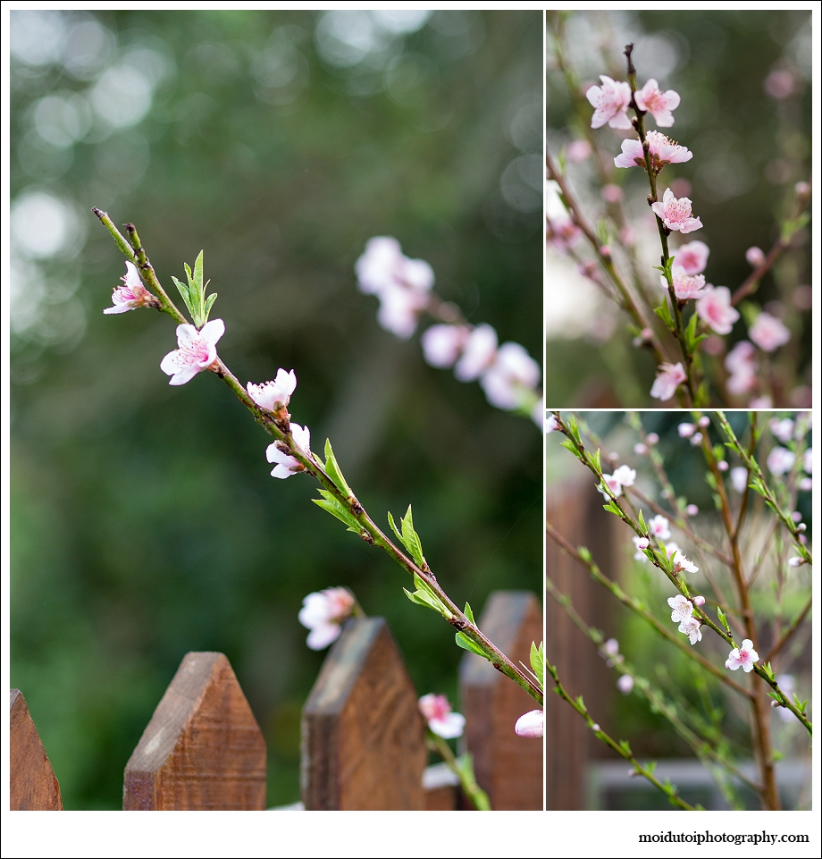 spring, peach blossom, naartjie, western cape