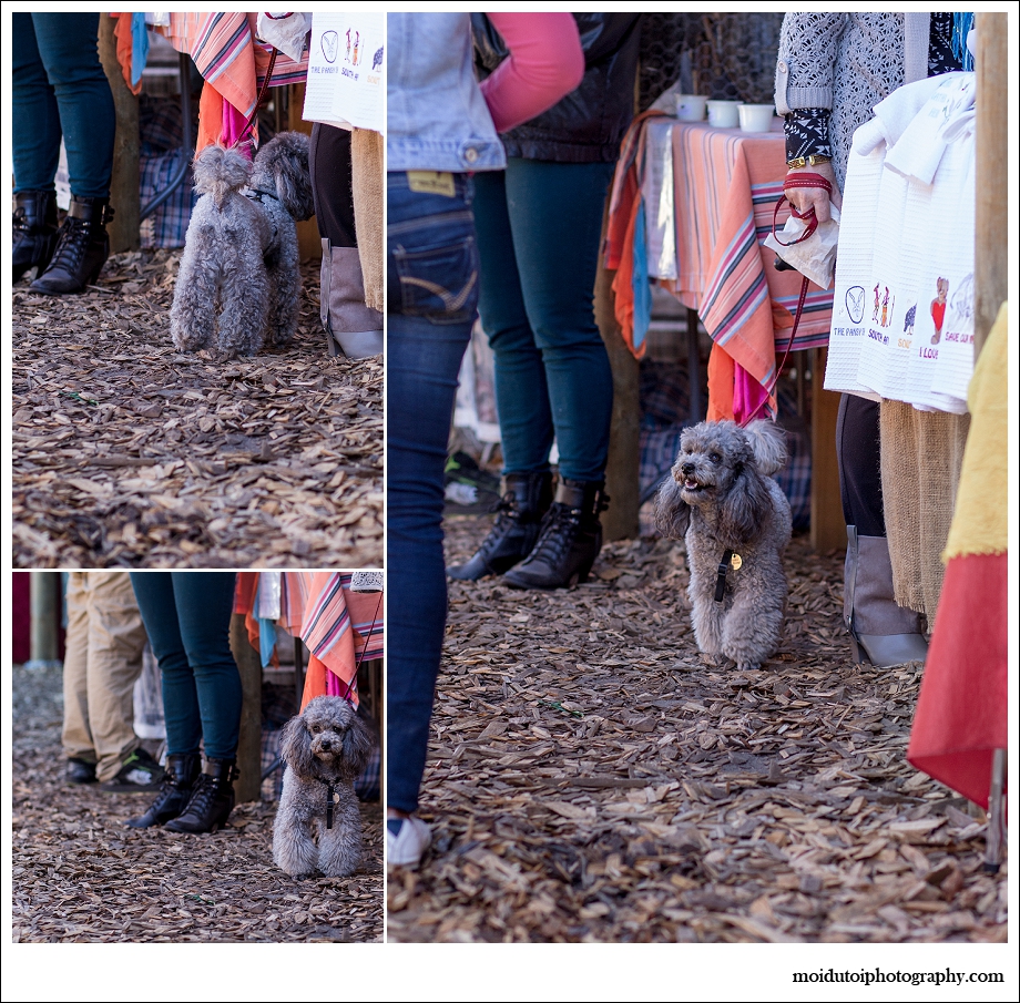 Poodle shopping at scarab market, pet photographer south africa