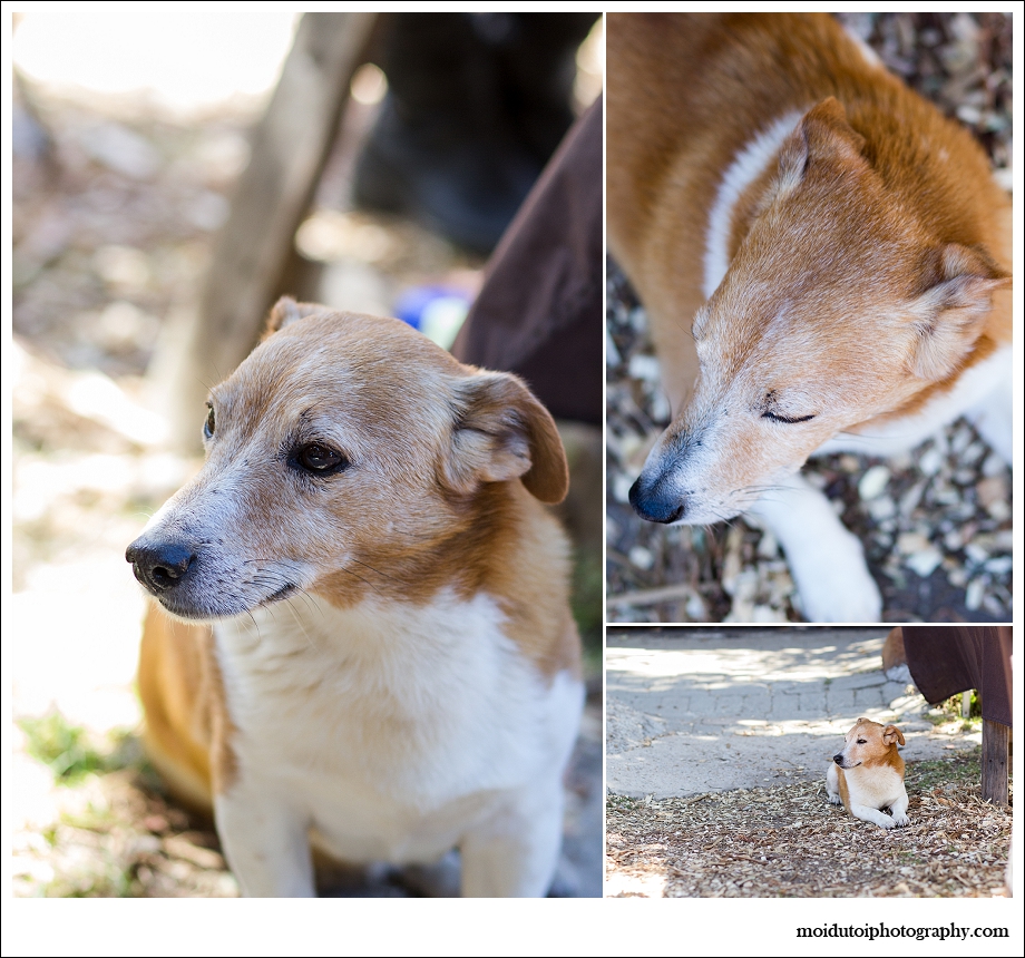 Jack Russell, pet photography south africa