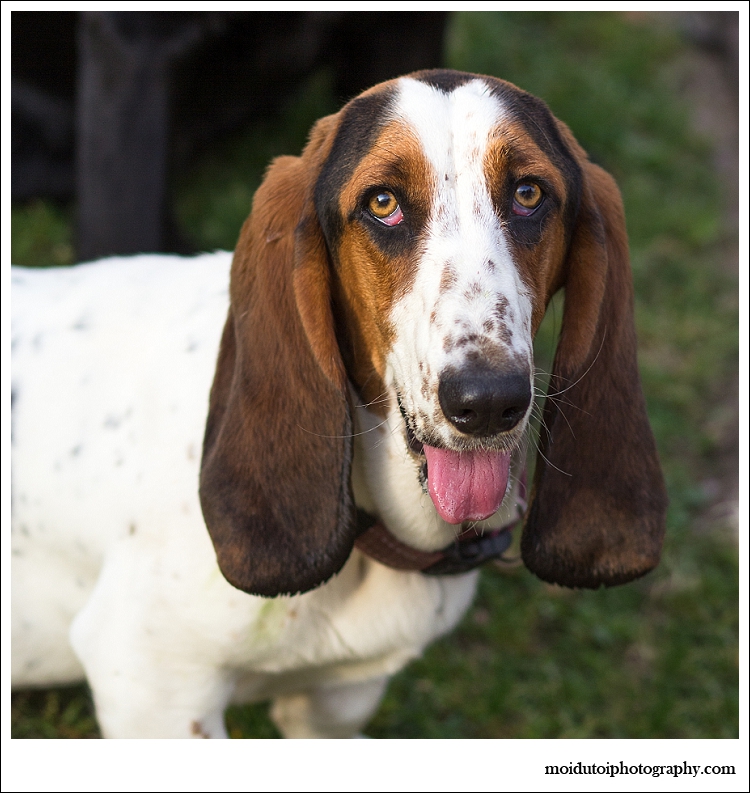 Basset Hound dog photography, natural light