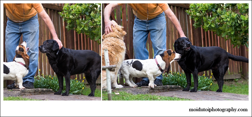 Basset Hound dog photography, natural light