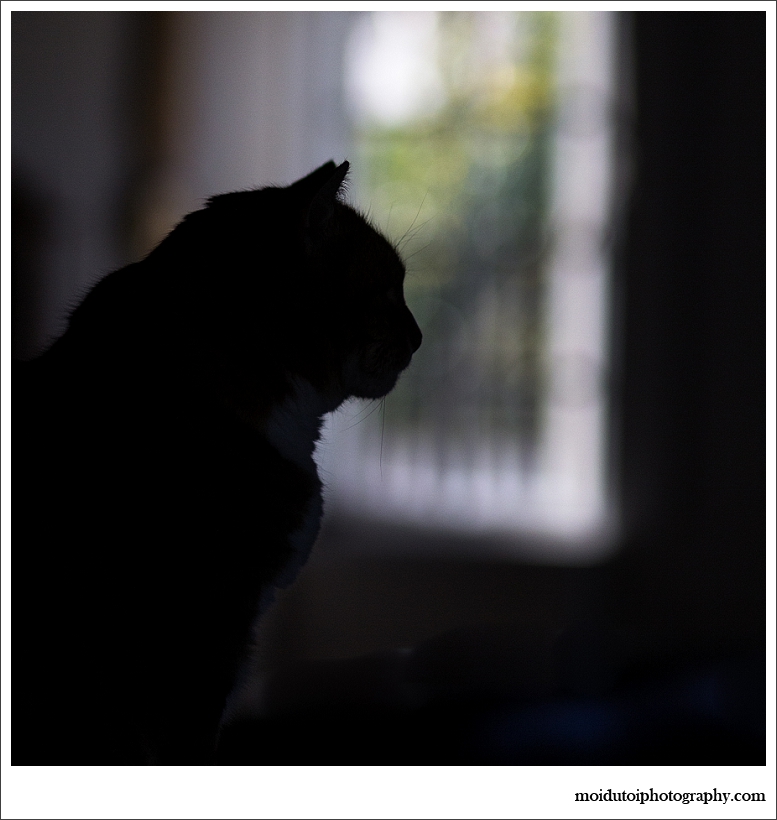 cat silhouette-3230