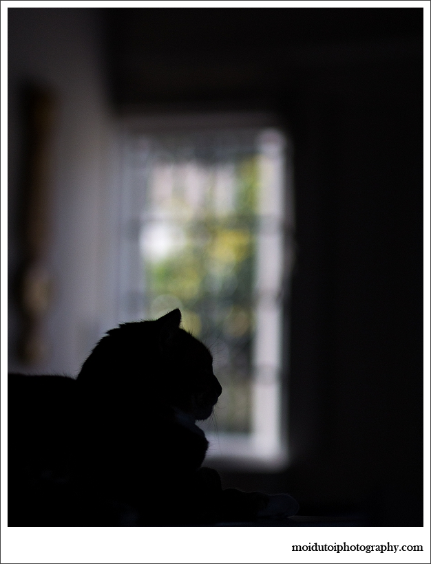 cat silhouette, pet photography, moi du toi photography, patchouli