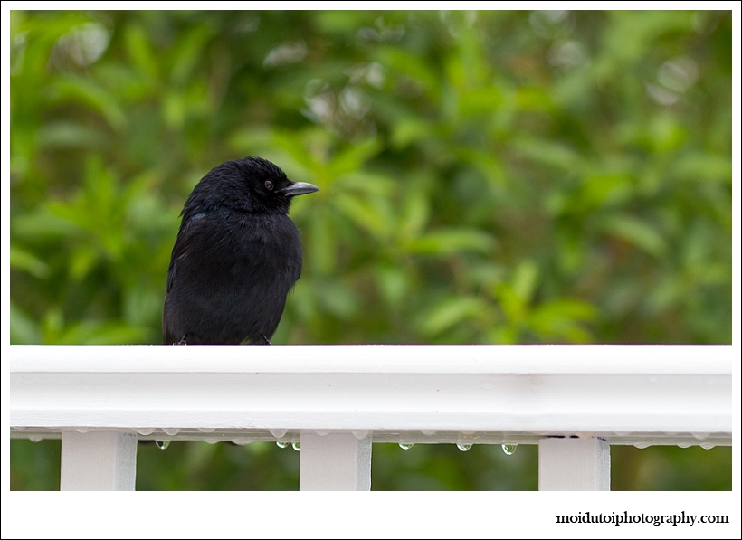 Drongo, wildbird, natural light photography, bird photography