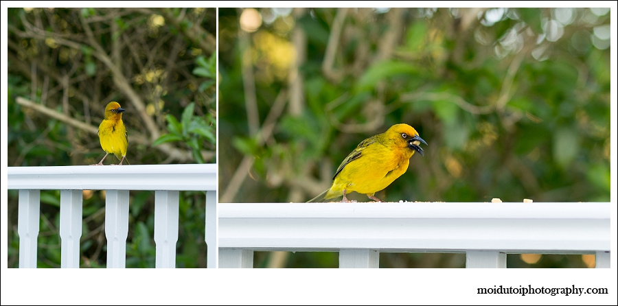 Cape Weaver male, bird photography, wildbird, south africa