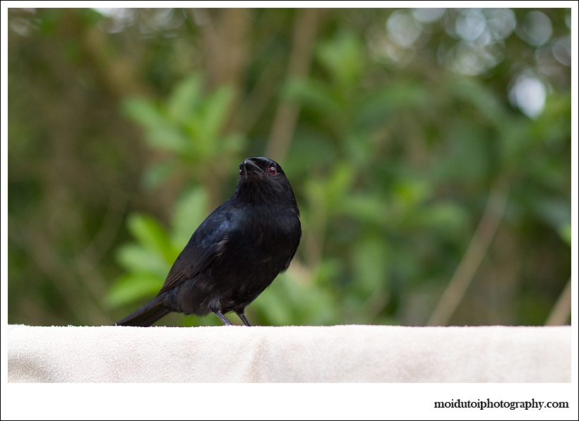 Fork tailed drongo, bird photography, wildbird, south africa