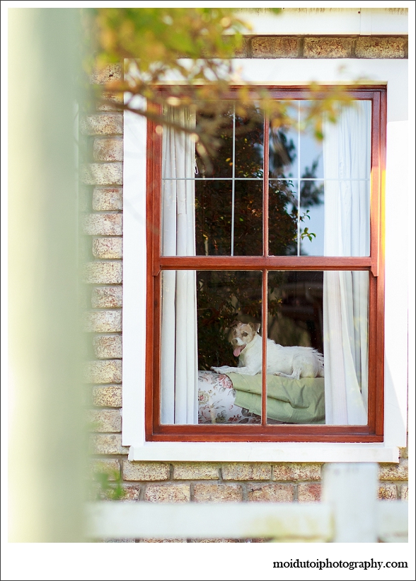 Jack Russell, Bobby, Natural light dog, pet photography south africa, dog photographer south africa