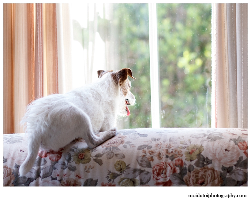 Jack Russell, Bobby, Natural light dog, pet photography south africa, dog photographer south africa