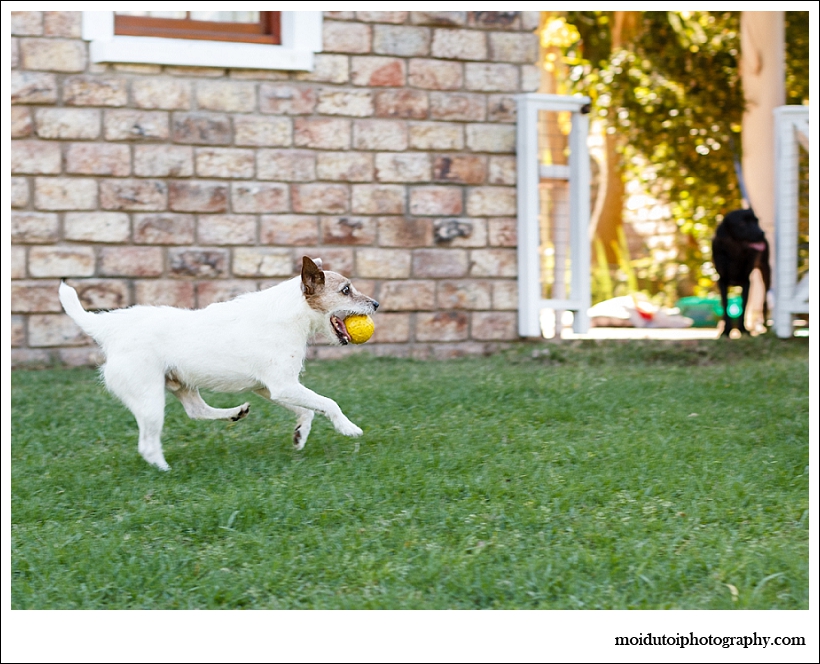Jack Russell, Bobby, Natural light dog, pet photography south africa, dog photographer south africa