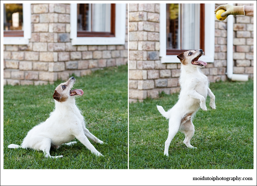 Jack Russell, Bobby, Natural light dog, pet photography south africa, dog photographer south africa