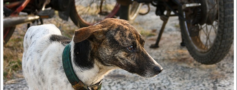 Underfed Mauritian dog