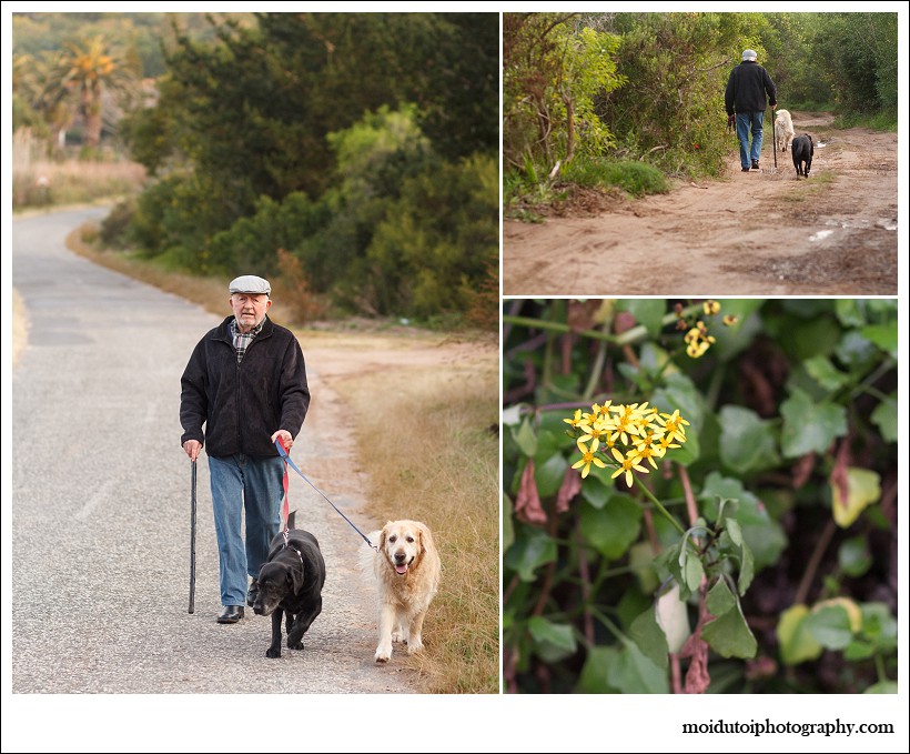 pet photography, pet photographer western cape, moi du toi photography, dog photos, golden retriever, sedgefield, online photography class