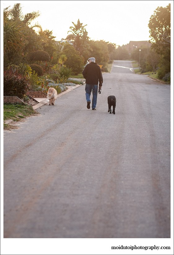 pet photography, pet photographer western cape, moi du toi photography, dog photos, golden retriever, sedgefield, online photography class