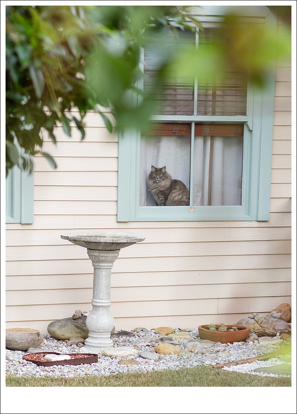 Cat photography south africa, pet photographer, moi du toi photography, cat sitting in a window, natural light animal photography