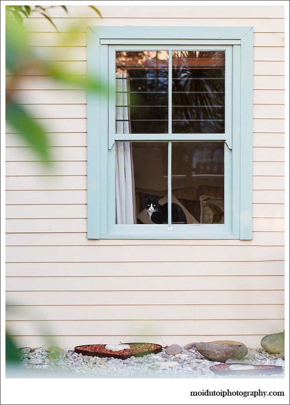 Cat photography south africa, pet photographer, moi du toi photography, cat sitting in a window, natural light animal photography