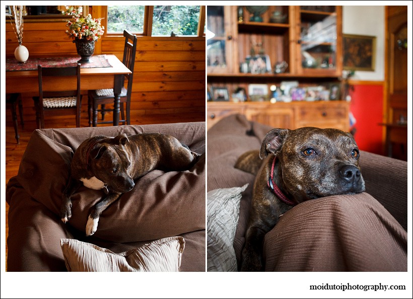online photography course, moi du toi photography, dog photographer, staffie, staffordshire bull terrier, pit bull