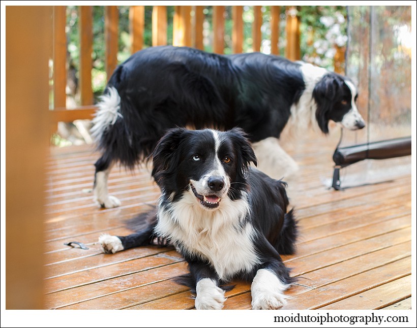 border collies, pet photography, dog photography, south african pet photographer, moi du toi photography