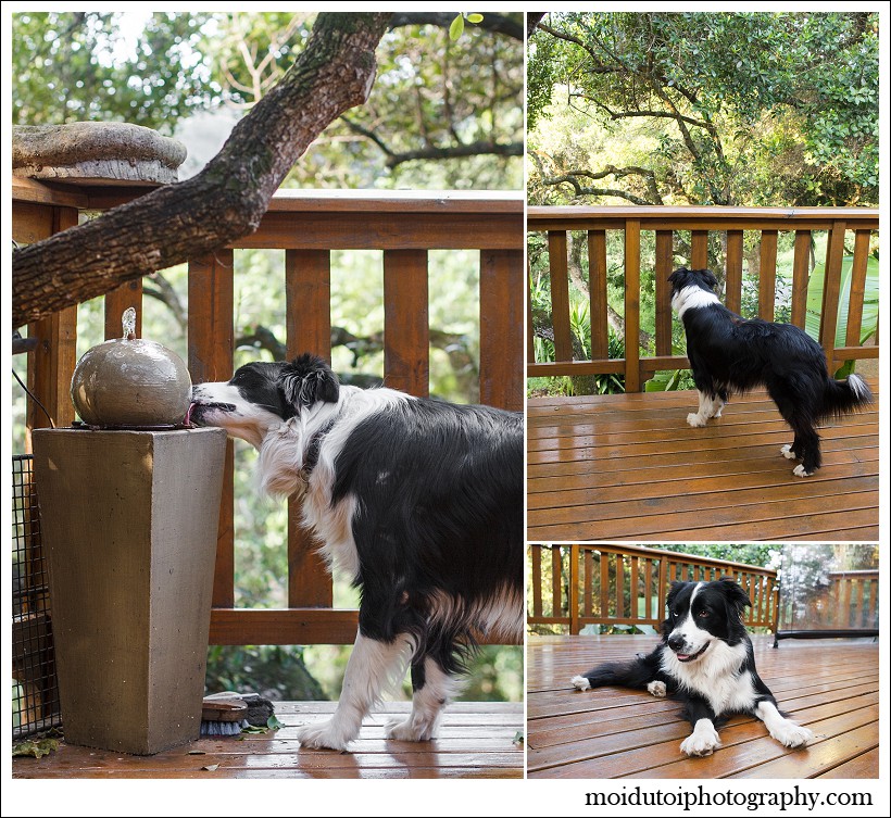 border collies, pet photography, dog photography, south african pet photographer, moi du toi photography