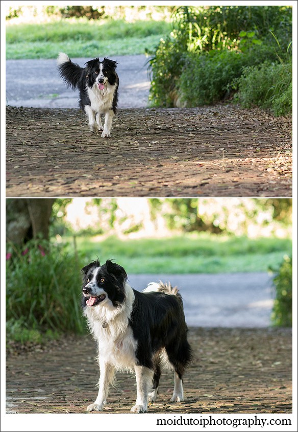 border collies, pet photography, dog photography, south african pet photographer, moi du toi photography