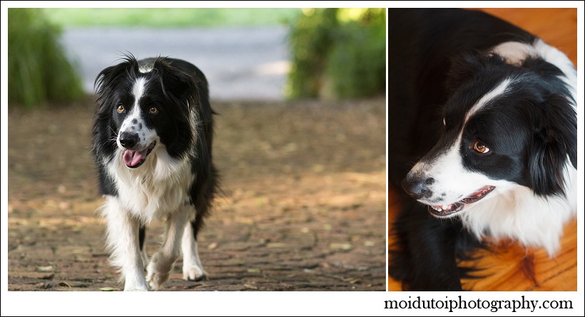 border collies, pet photography, dog photography, south african pet photographer, moi du toi photography