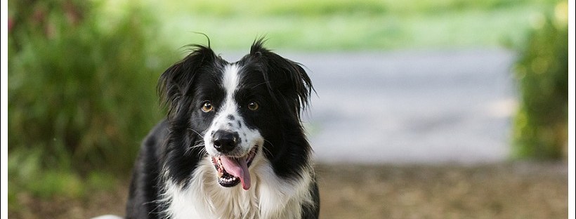 border collies, pet photography, dog photography, south african pet photographer, moi du toi photography