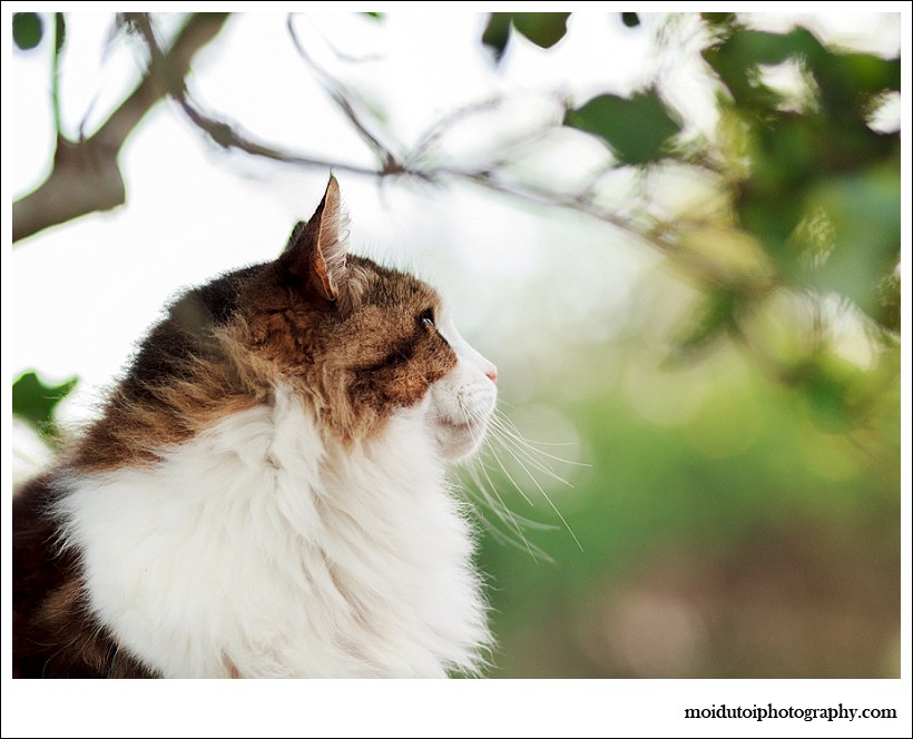 Cat photography, online photography class, Aine, moi du toi photography, easy photography lessons, pet photographer south africa, beautiful fluffy cat with eye make up