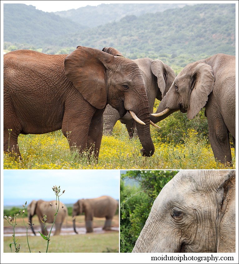 Addo elephant national park, South African wildlife, moi du toi photography