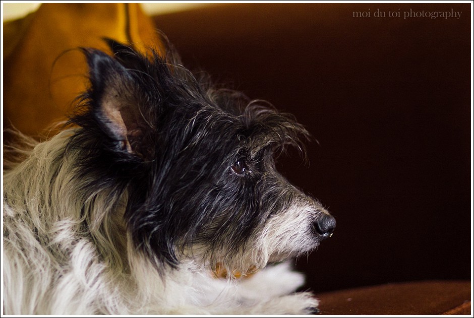 online photography classes, poetry, dog photography, moi du toi photography, photography tips and advice