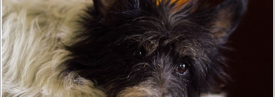 online photography classes, poetry, dog photography, moi du toi photography, photography tips and advice