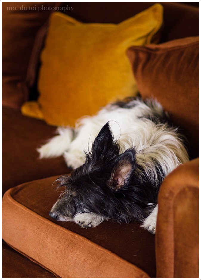 online photography classes, poetry, dog photography, moi du toi photography, photography tips and advice