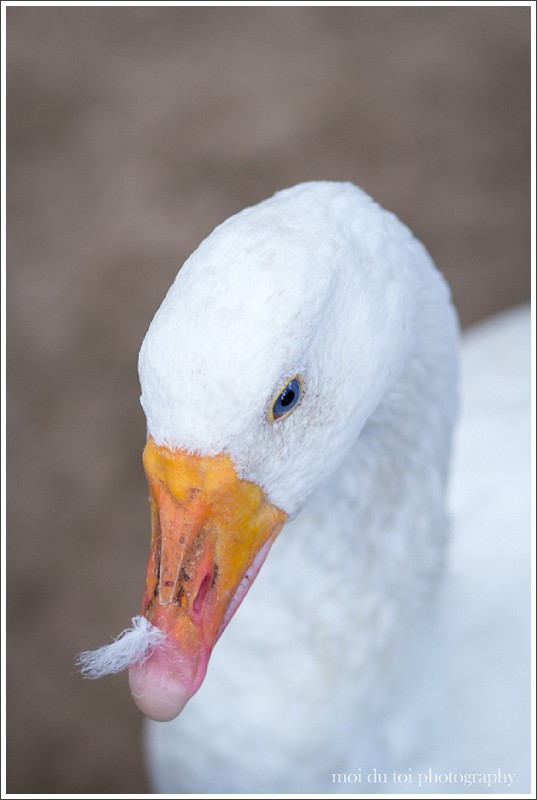 What affects depth of field in photography? Adjusting aperture can have a dramatic affect on the depth of field in your images. To learn more, click this link: http://wp.me/p2e0Yp-1DR #photographytips #usingdepthoffield | @moidutoi What is depth of field? Shallow depth of field image of a goose