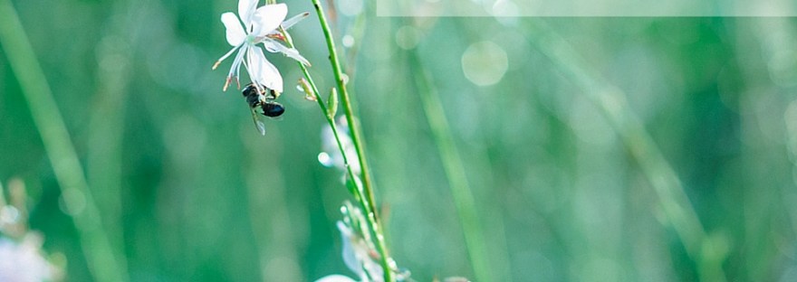 For Beginners - An introduction to depth of field. When I first began to learn how to photograph all I wanted to do was take a shallow depth of field photograph with a blurred background but I didn't know how. To learn more on this subject click this link: http://wp.me/p2e0Yp-1DR #photographytips | @moidutoi