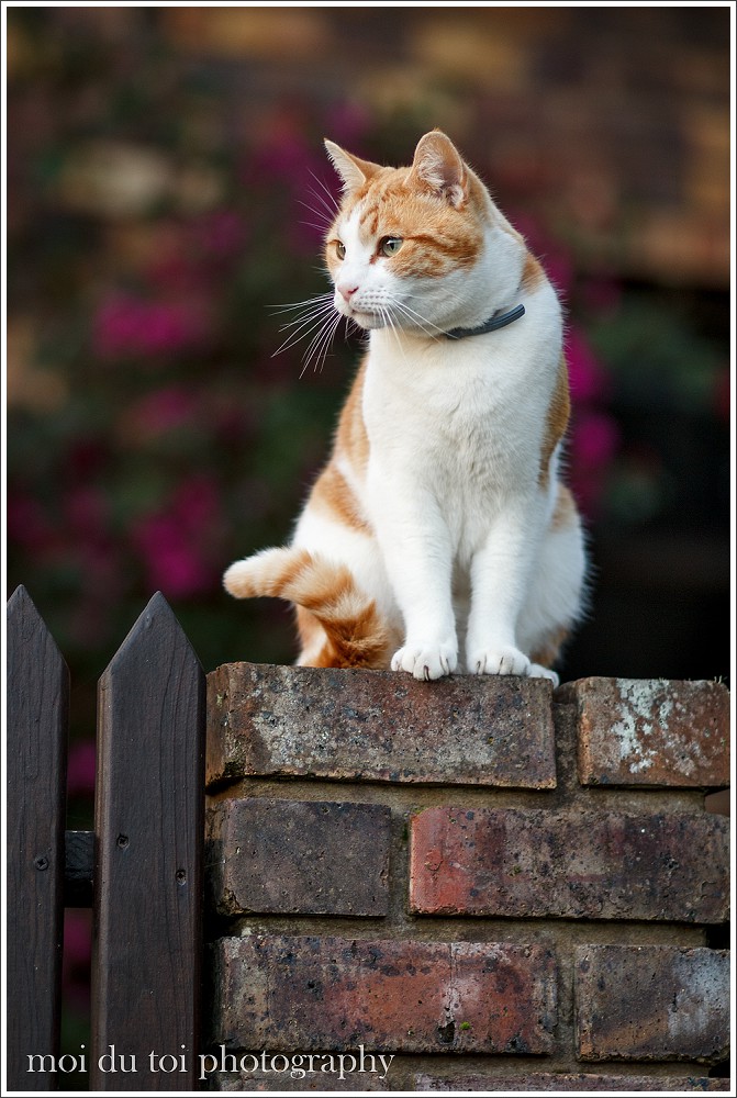Ginger cat sitting on brickwall